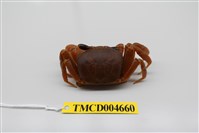 藏品(斯氏沙蟹)的圖片